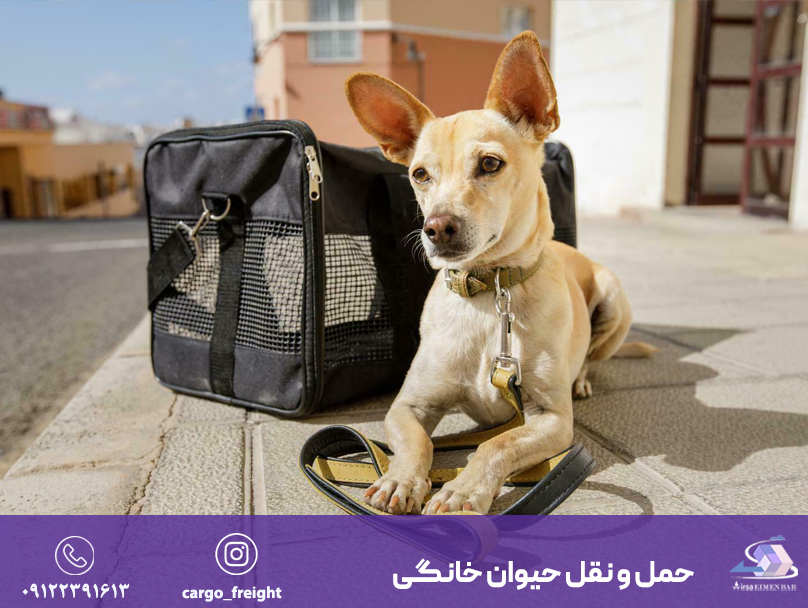 حمل و نقل حیوان خانگی